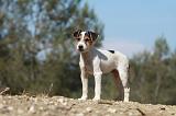 PARSON RUSSEL TERRIER 043